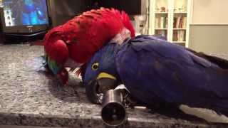 Hyacinth Macaw Zack and Green Winged Macaw playing [upl. by Enaenaj]