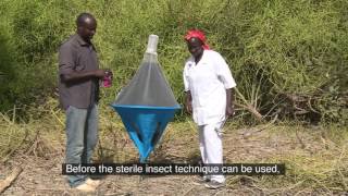 The IAEA and Food Tsetse Fly Eradication  Senegal [upl. by Nolat]