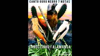 Caboclinho  Canto ouro negro 7 notas  Canto do Caboclinho falamansa  Sporophila bouvreuil [upl. by Tierza]