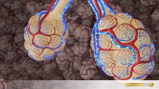 Anatomie So funktionieren Lungen und Bronchien [upl. by Linneman499]