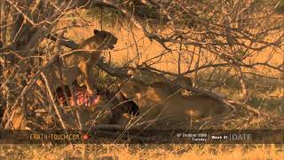 Desperate lions kill elephant calf [upl. by Kinnard]