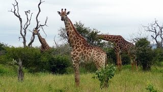 SOUTH AFRICA giraffes Kruger national park hdvideo [upl. by Asaert]