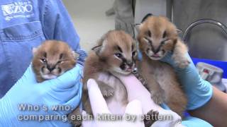 Caracal kittens at the Oregon Zoo [upl. by Strephonn]