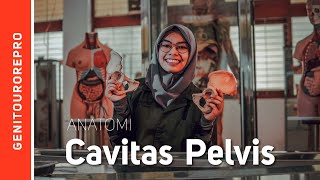 Cavitas Pelvis [upl. by Eilrahs]