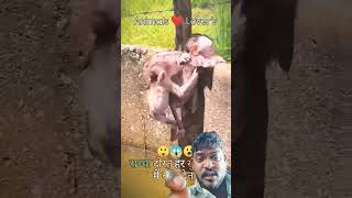 Ek bhai dusre bhai ke kam Aata Hai honge monkey motivation ytshort love [upl. by Eendys676]