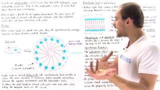 Micelles and Lipid Bilayer [upl. by Melany451]