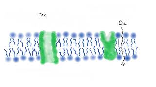 5 Selective Permeability [upl. by Quintana956]