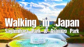 3 Walking in Sagamihara park amp Asamizo Park （相模原公園amp麻溝公園） [upl. by Manolo]