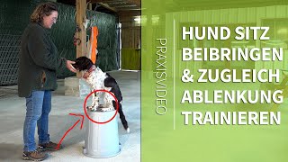 Hund Sitz beibringen ► Ablenkung beim Sitz Trainieren ► genial einfache Methode ► Praxisvideo [upl. by Eelytsirk57]