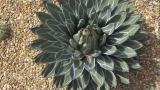 Agave Victoria Regina variegated  Flowering [upl. by Ientirb]