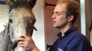 Equine Oral Exam part 1 [upl. by Paula]