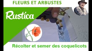 Récolter et semer des graines de coquelicot [upl. by Anirrehs]