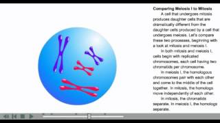 Mitosis Cell Division Animation  Phases of mitosis  Cell Cycle [upl. by Eidas413]