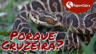 Urutu Cruzeiro ou Cruzeira  Porque tem esse nome  Papo de Cobra [upl. by Anitsyrhc]