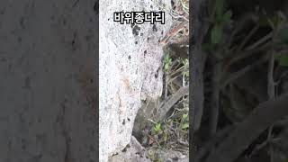 바위종다리 도착 Alpine accentor birds birdwatching [upl. by Llertac]