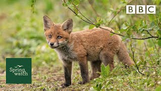 Our spring wildlife webcams live 🐤🦊🐿  Fri 29 May  Springwatch  BBC [upl. by Sualkin]