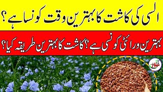 How to Grow Linseed Crop  Best Sowing Time and seed variety  Alsi Ki Fasal  Flax Harvesting 80 [upl. by Rtoip]