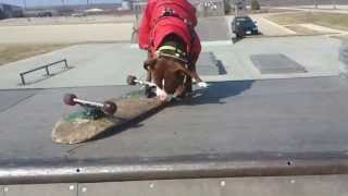 Dog skateboarding at waunakee Skate park Seamus The Zen Master [upl. by Raynah]