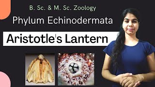 Echinodermata  Aristotles Lantern  in Hindi  B Sc amp MSc  Zoology [upl. by Keare613]