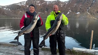 Fishing for Coalfish and Cod in the Midnight sun in Northern Norway [upl. by Zined]