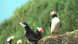 Horned puffin 2 FullHD JH1RNZ [upl. by Comethuauc664]