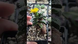 Faucaria flower 🌼 [upl. by William]