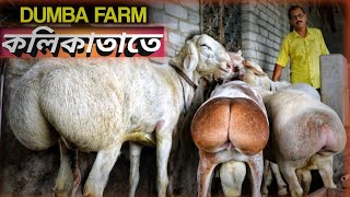 Dumba sheep farm in west bengalকলকাতাতে দুম্বা ফার্ম [upl. by Iniretake]