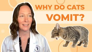 Why Do Cats Vomit A Vet Explains How to Help [upl. by Milena]