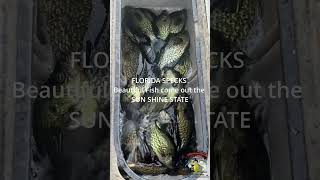 Florida Crappie Fishing fishing shorts [upl. by Neved632]