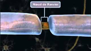 La propagation de linflux nerveux [upl. by Fosdick]