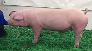 American Landrace Pig  Facts History amp Characteristics [upl. by Nosnorb179]