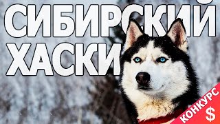 Все о породе Хаски Сибирский Хаски [upl. by Condon480]