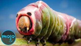 Top 10 Weirdest Insects [upl. by Siuqramed]