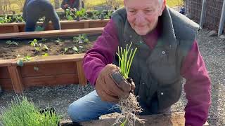 Onions  Seed Start to Planting [upl. by Tibbetts]