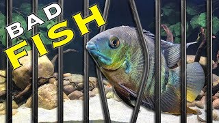 How to Stop Fish Attacking Other Fish [upl. by Esinrahc]