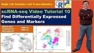 Seurat Video TutorialsVideo 10 Find Markers and Differentially Expressed Genes [upl. by Germano]