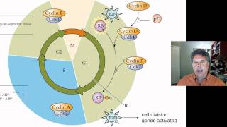 Cinelecture 67b  The Cell Cycle and Cancer Tumor Suppressor Genes [upl. by Messing205]