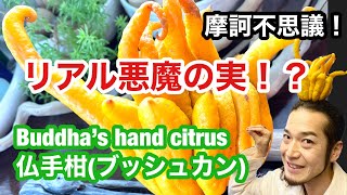 リアル悪魔の実！？仏手柑🍀Buddha’s hand citrus🍊 [upl. by Eatnhoj697]