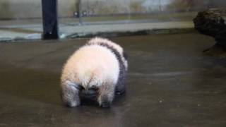 Panda cub Tian Bao starts walking in Pairi Daiza Belgium [upl. by Witte]