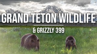 Grizzly 399 amp Wildlife in Grand Teton  Finding Grizzlies amp Wildlife in Tetons Yellowstone 4K [upl. by Belen]