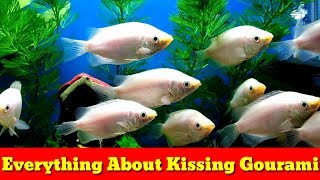 Everything About Kissing Gourami [upl. by Ahsyas400]