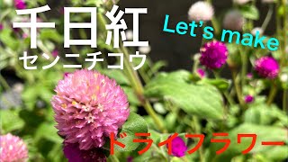 センニチコウでドライフラワを作ろう♪ [upl. by Inaffyt]