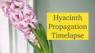 Hyacinth Propagation Timelapse 🌸 How to Grow Hyacinths From Bulb  Part 3 [upl. by Hogarth]