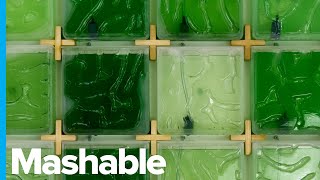 Grow Algae at Home With This Indoor Farming System [upl. by Aiksa242]