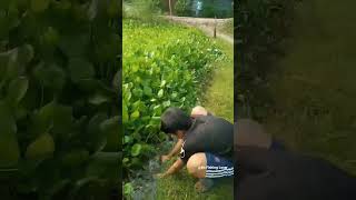 Unbelievable Fishing Techniques Hand Fishing trending video 2024 [upl. by Adnaloj750]