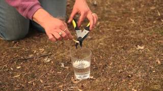 How to Prune an Old Leggy Rhododendron  Pruning Tips [upl. by Neelyk]