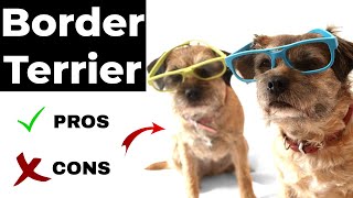 Border Terrier pros and cons  Border Terrier [upl. by Mafala]