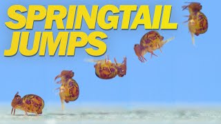 Springtail Jumps Off Water and in Super Slow Motion [upl. by Hultgren791]