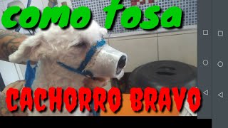 DICAS  Passo a passo Como Tosa cachorro BRAVO [upl. by Munro]