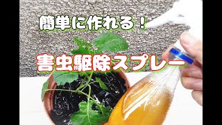 【害虫対策】効果抜群！害虫駆除スプレーの作り方 ～スーパーの食材３５０円で虫よけスプレーを自作して家庭菜園をダニやバッタから守ろう～ [upl. by Eibob]